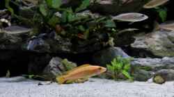Chalinochromis spec. Orange