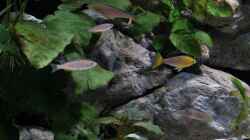 Cyprichromis 