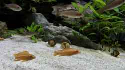 Chalinochromis spec. Orange eingezogen 27.8.16 