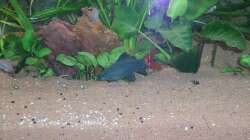 Besatz im Aquarium Mein Traum