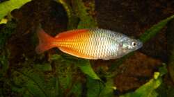 Besatz im Aquarium Mein Traum