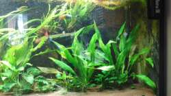 Pflanzen im Aquarium Mein Traum