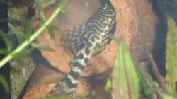 Besatz im Aquarium Mein Traum