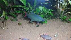 Besatz im Aquarium Mein Traum