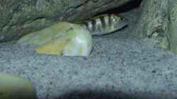 Labidochromis sp. `perlmutt` Weibchen