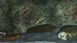Labidochromis sp. `perlmutt` Weibchen