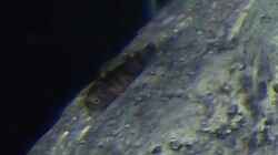 Labidochromis sp. `perlmutt`-Baby ca. 5mm klein...
