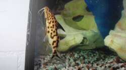 Besatz im Aquarium Trigon 190 von Juwel