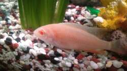 Besatz im Aquarium Trigon 190 von Juwel