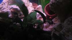 Dekoration im Aquarium Trigon 190 von Juwel