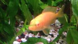 Besatz im Aquarium Trigon 190 von Juwel