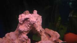 Dekoration im Aquarium Trigon 190 von Juwel