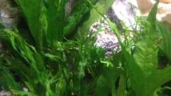 Pflanzen im Aquarium Trigon 190 von Juwel