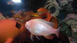 Besatz im Aquarium Trigon 190 von Juwel