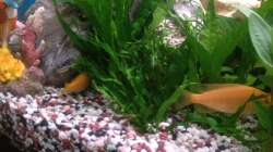 Pflanzen im Aquarium Trigon 190 von Juwel