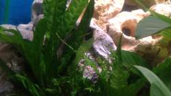 Dekoration im Aquarium Trigon 190 von Juwel