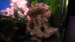 Dekoration im Aquarium Trigon 190 von Juwel