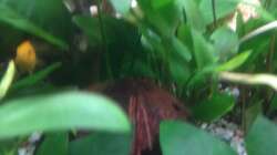 Pflanzen im Aquarium Trigon 190 von Juwel