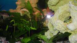 Pflanzen im Aquarium Trigon 190 von Juwel