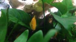 Besatz im Aquarium Trigon 190 von Juwel