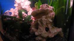 Dekoration im Aquarium Trigon 190 von Juwel