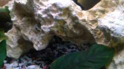 Dekoration im Aquarium Trigon 190 von Juwel