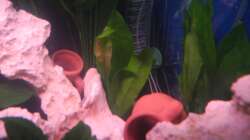 Pflanzen im Aquarium Trigon 190 von Juwel