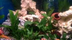 Dekoration im Aquarium Trigon 190 von Juwel