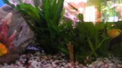 Pflanzen im Aquarium Trigon 190 von Juwel