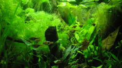 Haarnixe Cabomba caroliniana