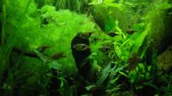 Keilfleckbarben Rasbora heteromorpha