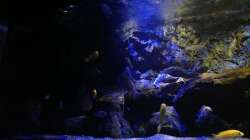 Aquarium Mbunas World