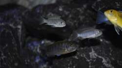 Cynotilapia Afra Cobue