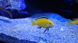 Labidochromis Caeraleus