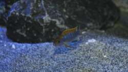 Labidochromis Hongi Red Top