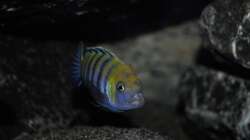 Cynotilapia Afra Cobue