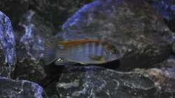 Labidochromis Hongi Red Top