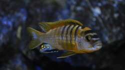 Labidochromis Hongi Red Top