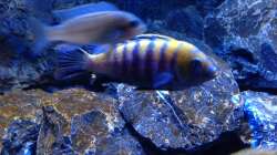  Cynotilapia Afra Cobue