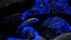 Besatz im Aquarium Mbunas World