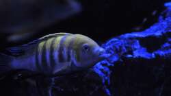 Cynotilapia afra Cobue