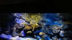 Aquarium Mbunas World