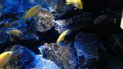 Aquarium Mbunas World