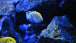 Cynotilapia afra Cobue