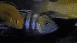 Cynotilapia afra Cobue