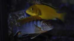 Labidochromis Hongi Red Top