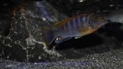 Labidochromis Hongi Red Top
