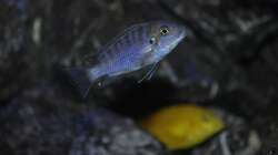 Cynotilapia afra Cobue