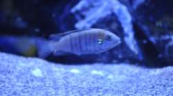 Cynotilapia afra Cobue