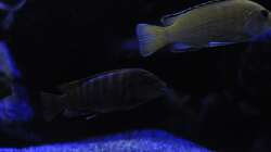 Besatz im Aquarium Mbunas World